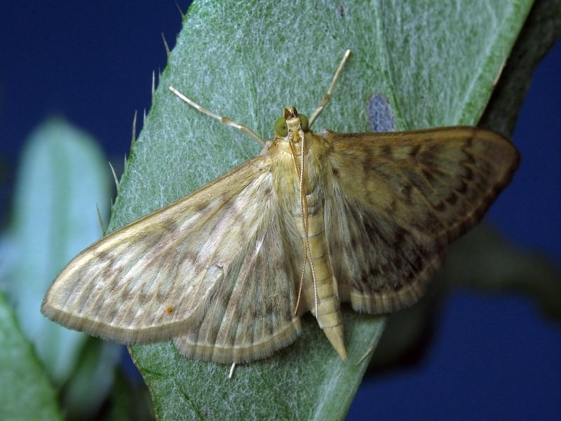 Pleuroptya ruralis (Scopoli, 1763)